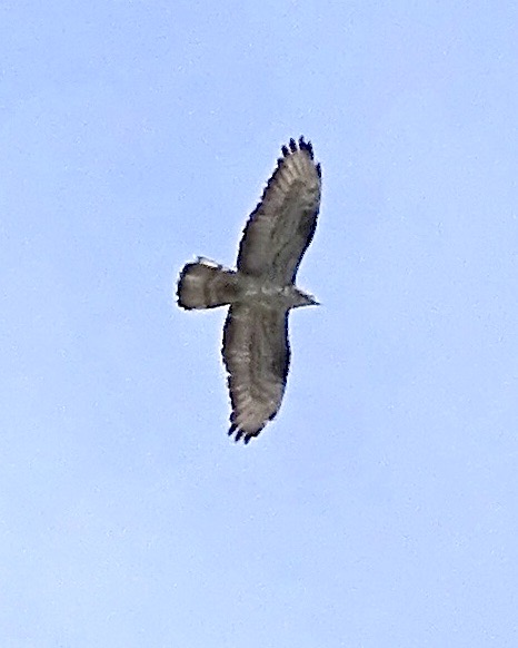honey buzzard
